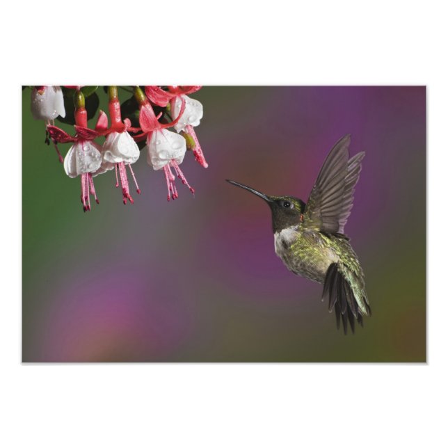 Rödstrupig kolibri, Archilochus Fototryck (Framsidan)