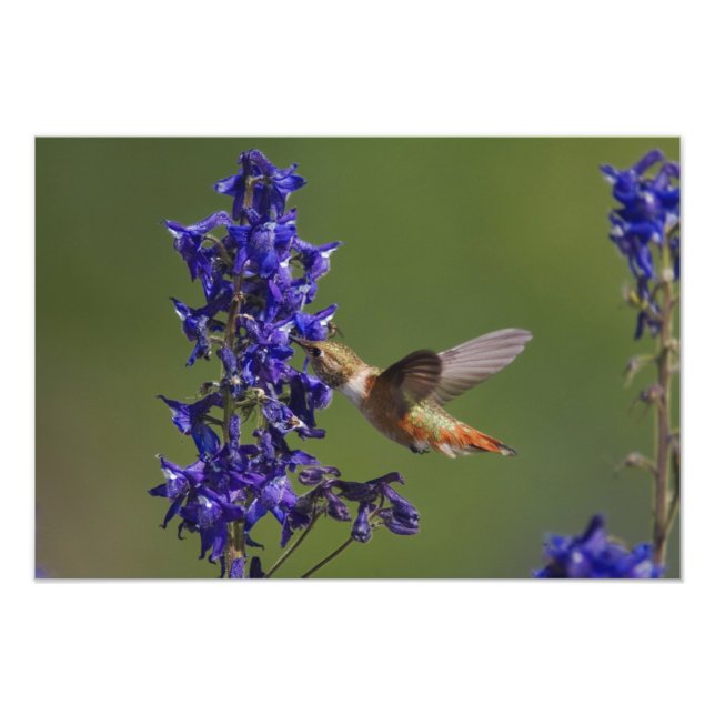 Rödstrupig kolibri fototryck (Framsidan)