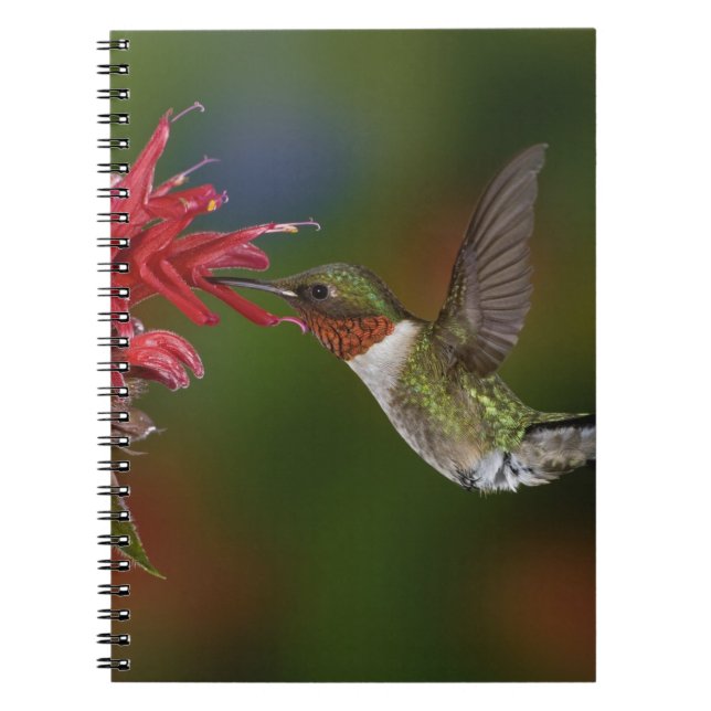 Rödstrupig kolibri, hane anteckningsbok med spiral (Framsidan)