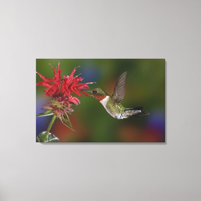 Rödstrupig kolibri, hane canvastryck (Framsida)