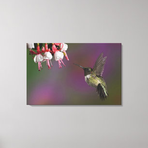 Rödstrupig kolibri, hane canvastryck