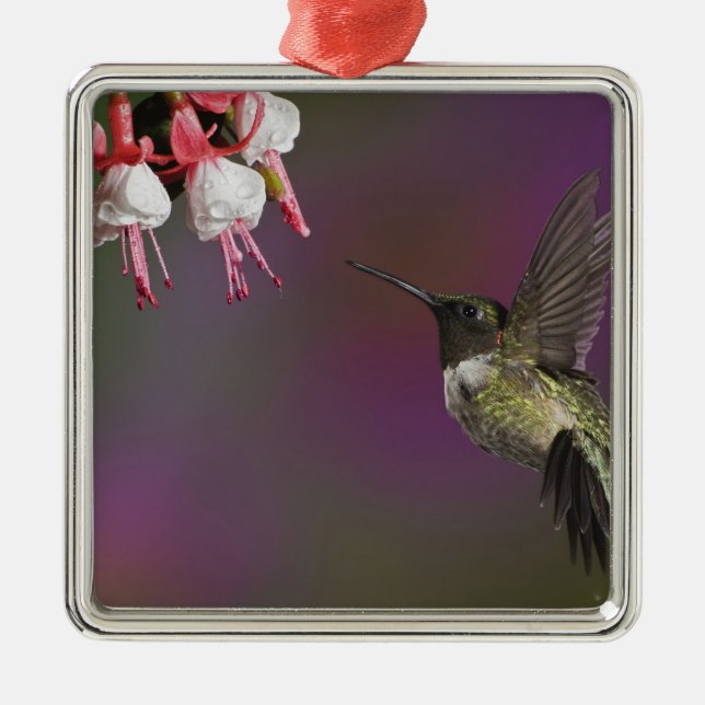 Rödstrupig kolibri, hane julgransprydnad metall (Framsidan)
