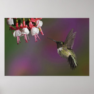 Rödstrupig kolibri, hane poster