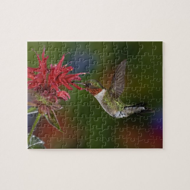 Rödstrupig kolibri, hane pussel (Horisontell)