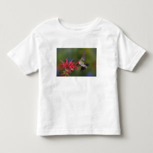 Rödstrupig kolibri, hane t shirt