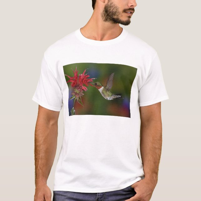 Rödstrupig kolibri, hane t-shirt (Framsida)