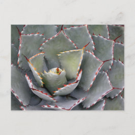 Rödtandad agave vykort