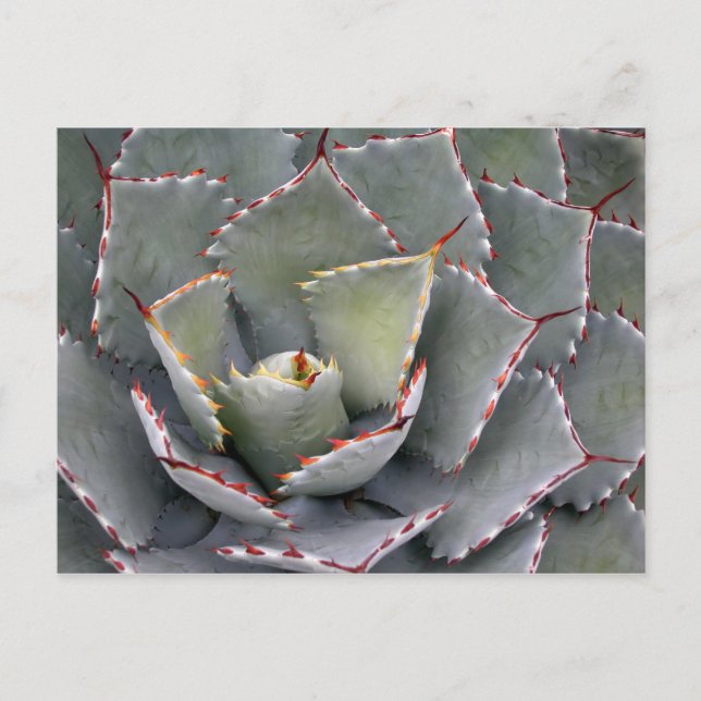 Rödtandad agave vykort (Framsida)