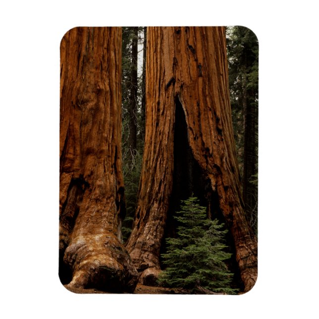 Rödträd, Sequoia National Park. Magnet (Vertikal)