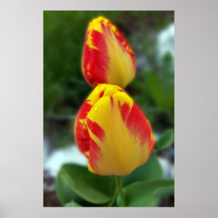 Rödtulpaner av gult poster