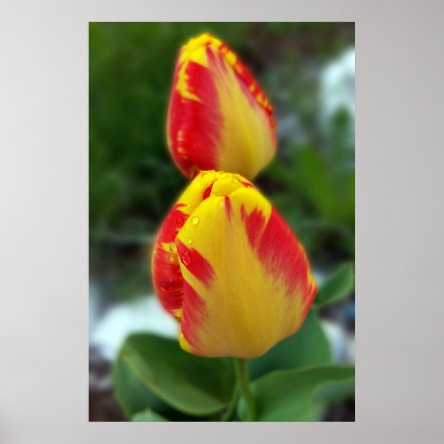 Rödtulpaner av gult poster (Framsidan)