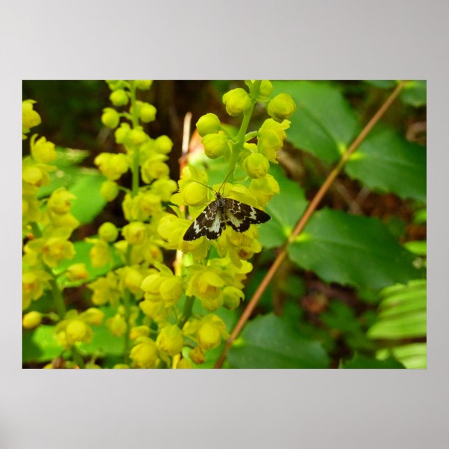 Rödvedsfjäril och Oregonvinbär vilda blommor Poster (Framsidan)