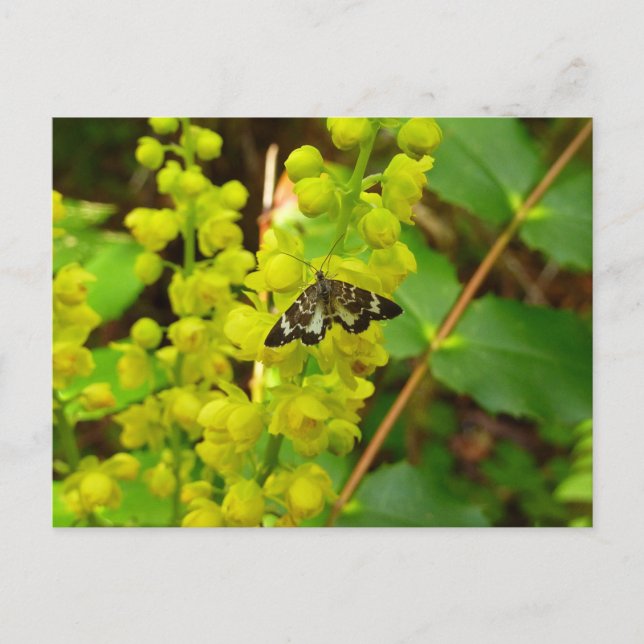 Rödvedsfjäril och Oregonvinbär vilda blommor Vykort (Framsida)