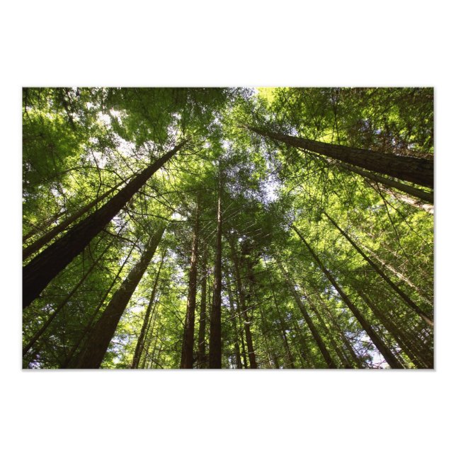 Rödvedsskog, Rotorua, Nya Zeeland Fototryck (Framsidan)