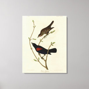 Rödvingad svart fågel - Audubon's Birds of America Canvastryck