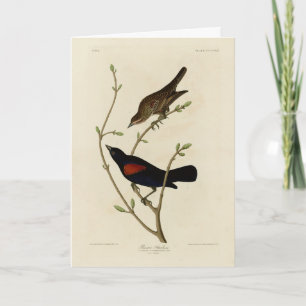 Rödvingad svart fågel - Audubon's Birds of America Kort