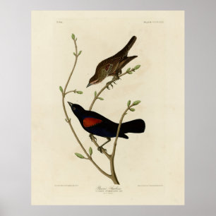 Rödvingad svart fågel - Audubon's Birds of America Poster