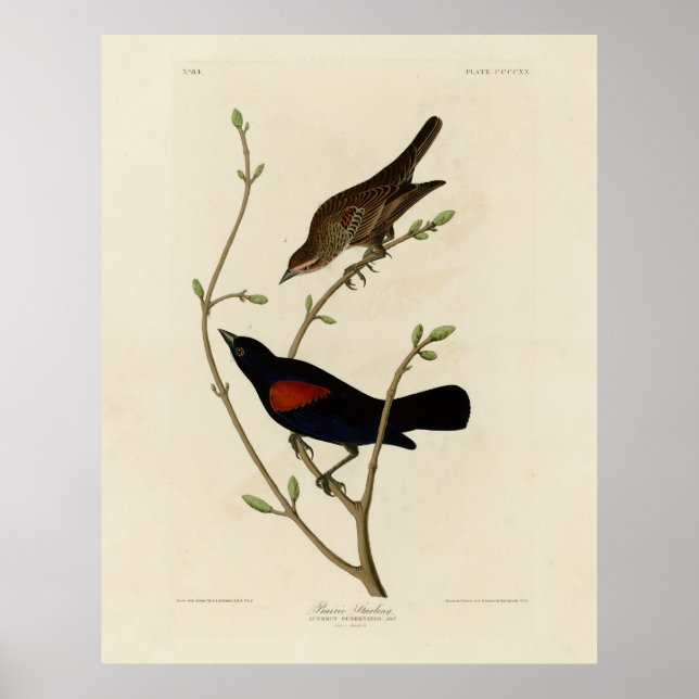 Rödvingad svart fågel - Audubon's Birds of America Poster (Framsidan)