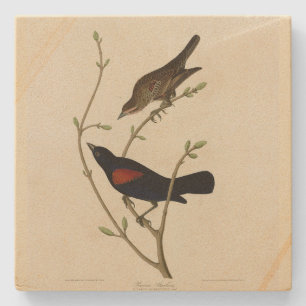 Rödvingad svart fågel - Audubon's Birds of America Stenunderlägg