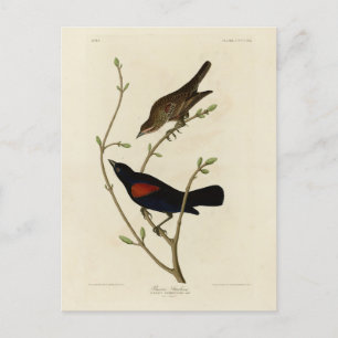 Rödvingad svart fågel - Audubon's Birds of America Vykort