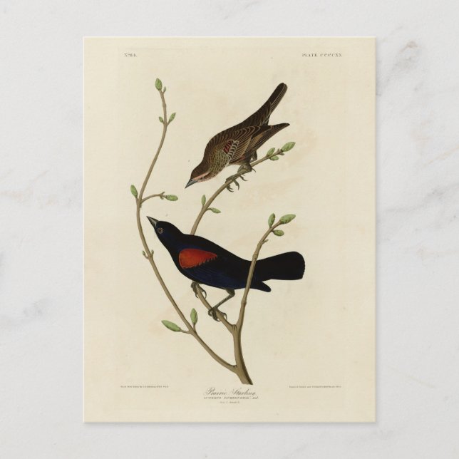 Rödvingad svart fågel - Audubon's Birds of America Vykort (Framsida)
