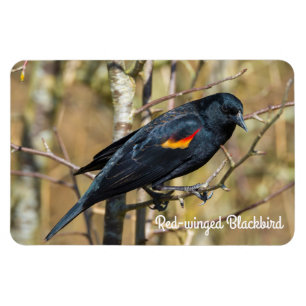 Rödvingad svart fågel magnet