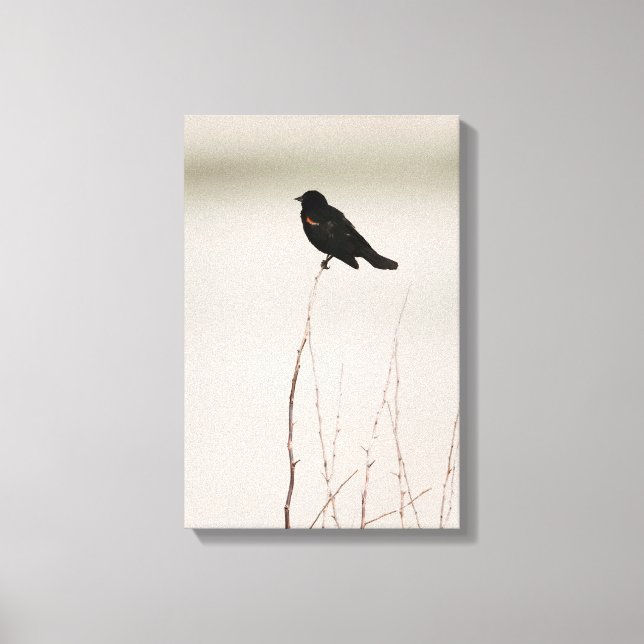 Rödvingad svart fågel på Gren Canvastryck (Framsida)