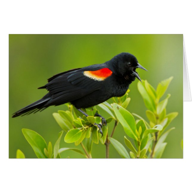 Rödvingetrupial (Agelaius Phoeniceus) Hälsningskort (Framsidan Horizontal)
