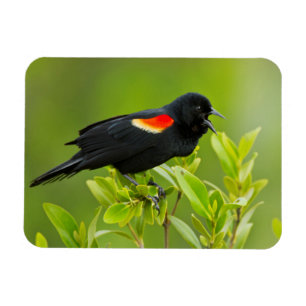 Rödvingetrupial (Agelaius Phoeniceus) Magnet