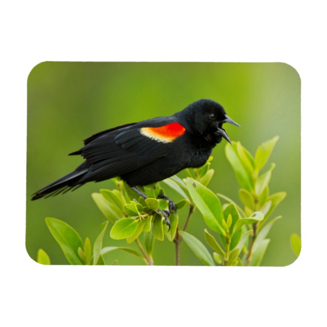 Rödvingetrupial (Agelaius Phoeniceus) Magnet (Horisontell)