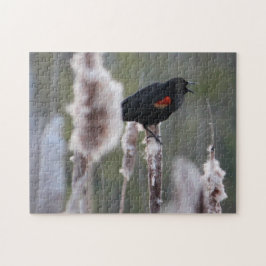 Rödvingetrupial  (Agelaius phoeniceus) Pussel