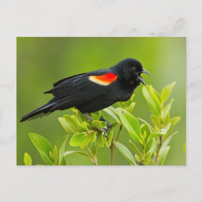 Rödvingetrupial (Agelaius Phoeniceus) Vykort (Framsida)