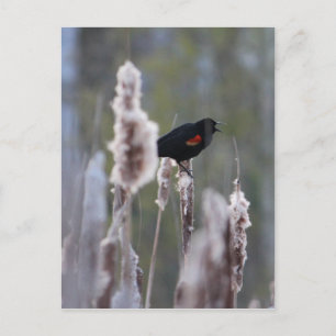 Rödvingetrupial  (Agelaius phoeniceus) Vykort