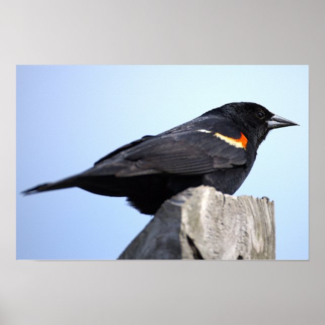 Rödvingetrupial Fotoaffisch Poster (Framsidan)