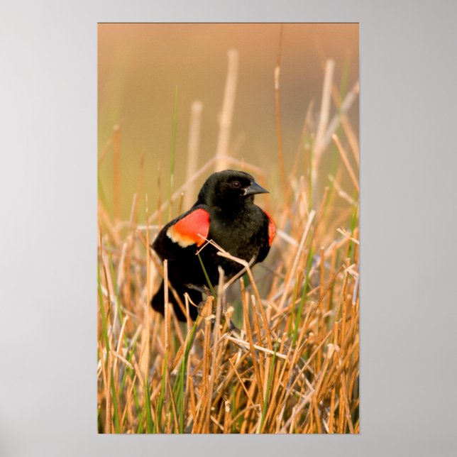 Rödvingetrupial hanne sjunger poster (Framsidan)