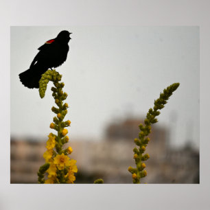 Rödvingetrupial på blommor Affisch