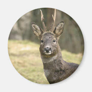 Roe Hjort Buck Magnet