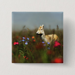 Roe i en Meadow-knapp Knapp