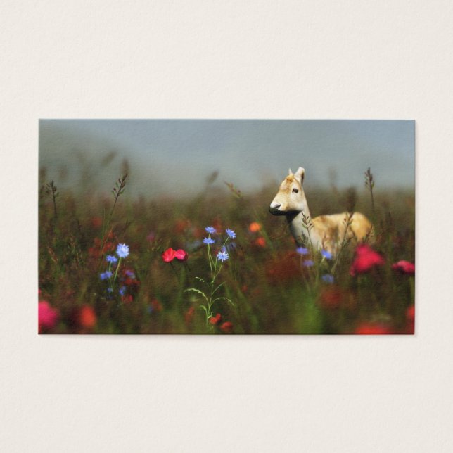 Roe in a Meadow Bokmärken Visitkort (Framsidan)