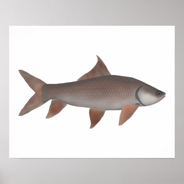 Roho Labeo Poster (Framsidan)