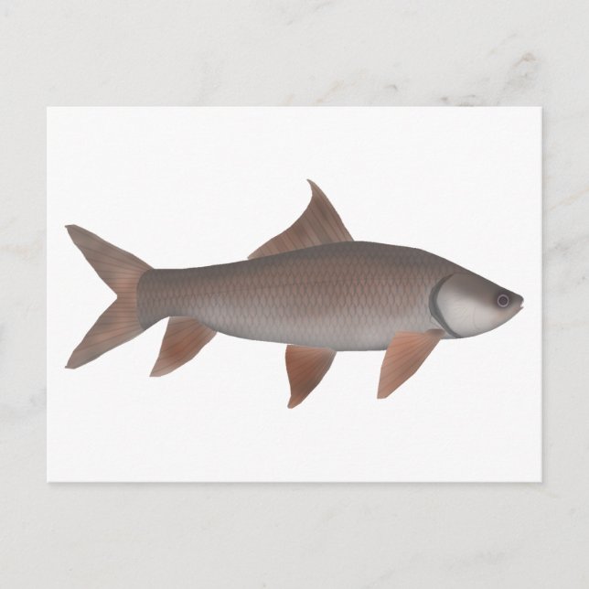 Roho Labeo Vykort (Framsida)