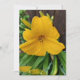 Röjdroppar på ett blankprov för gult av blomma