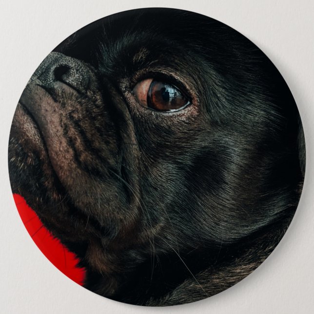 rojo hund knapp (Framsida)