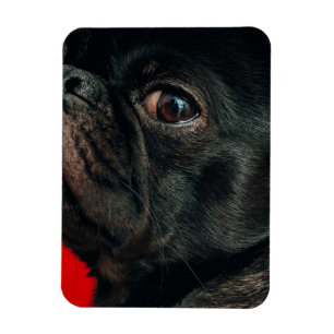 rojo hund magnet