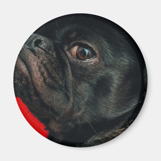 rojo hund magnet (Framsidan)
