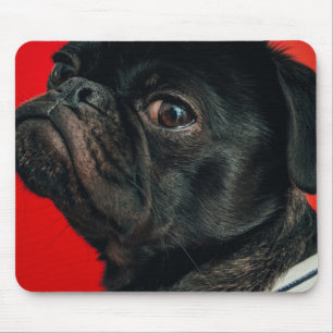 rojo hund musmatta