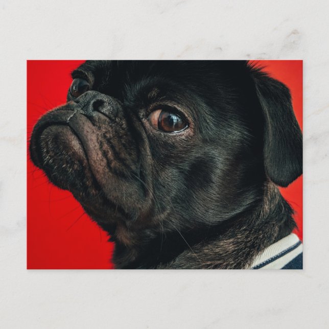 rojo hund vykort (Framsida)