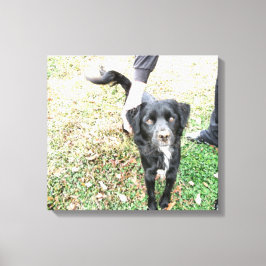 Rökig poserar för kamera Canvas Print