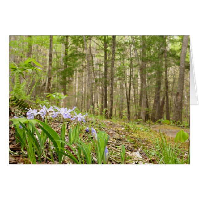 Röksiga bergsspår i Vår Hälsningskort (Framsidan Horizontal)