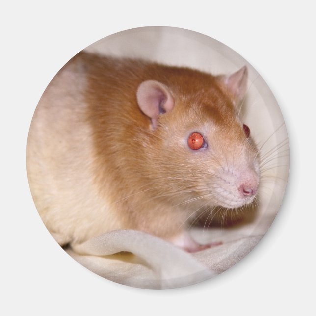 Rolando Magnet (Framsidan)